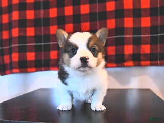 Welsh Corgi Pembroke dogs Garry - Ad 29