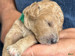 Goldendoodle dogs Male Green Collar(Hulk) - Ad 18