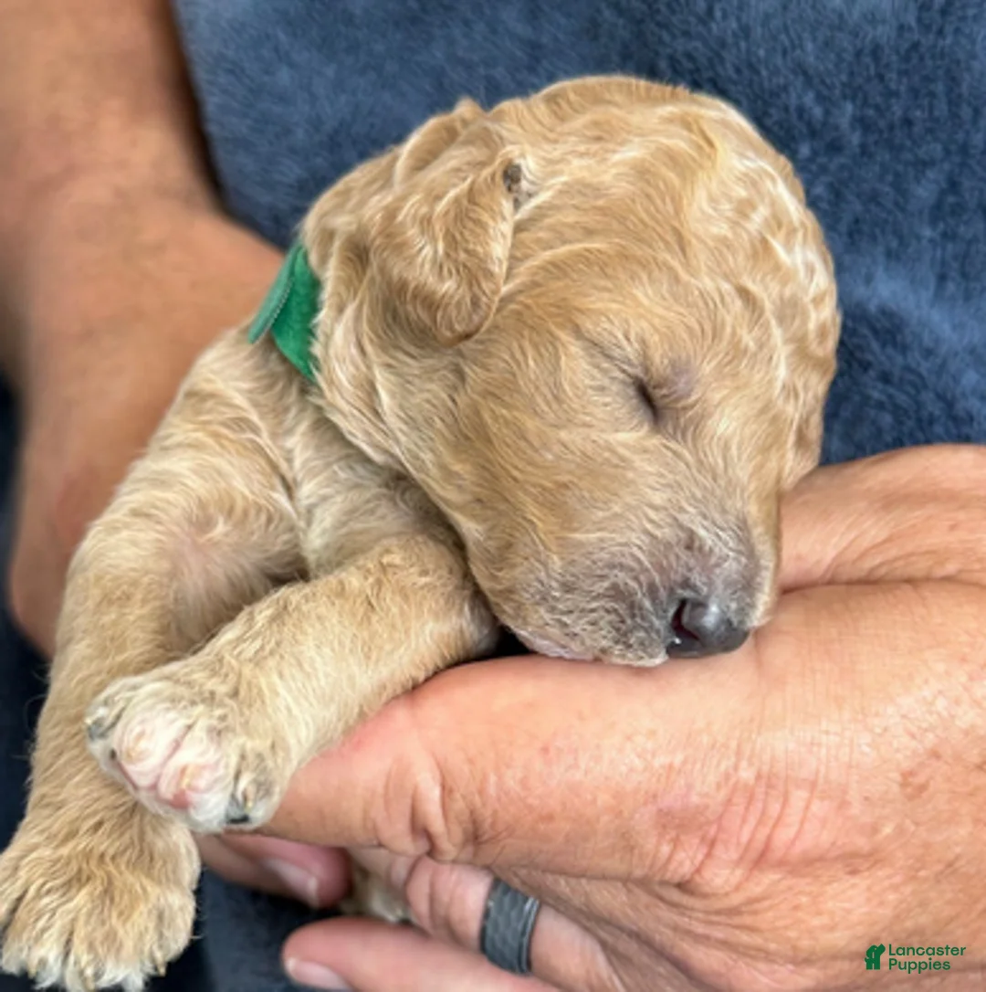 Goldendoodle dogs for sale: Male Green Collar(Hulk) - Ad 1