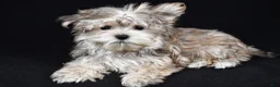 Morkie dogs for sale: Mitzy - Ad 6
