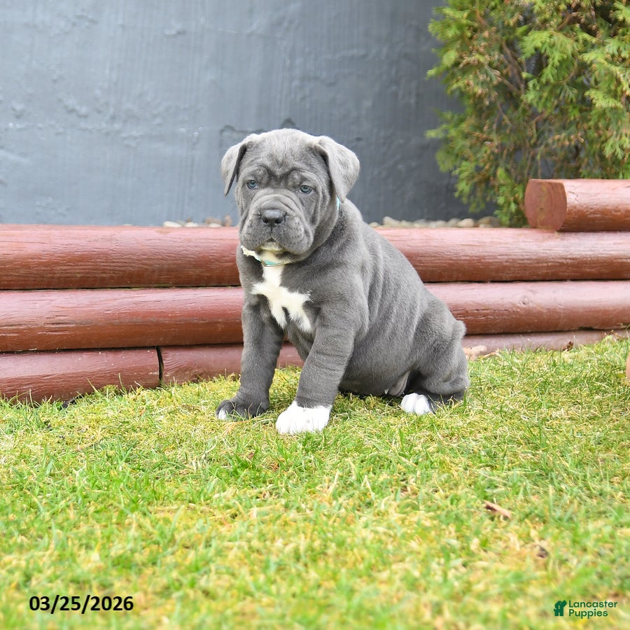 Cane Corso dogs Happy - Ad 1