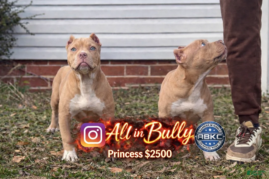 American Bully dogs for sale: Princess - Ad 1
