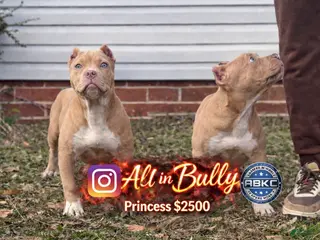 American Bully dogs Princess - Ad 20