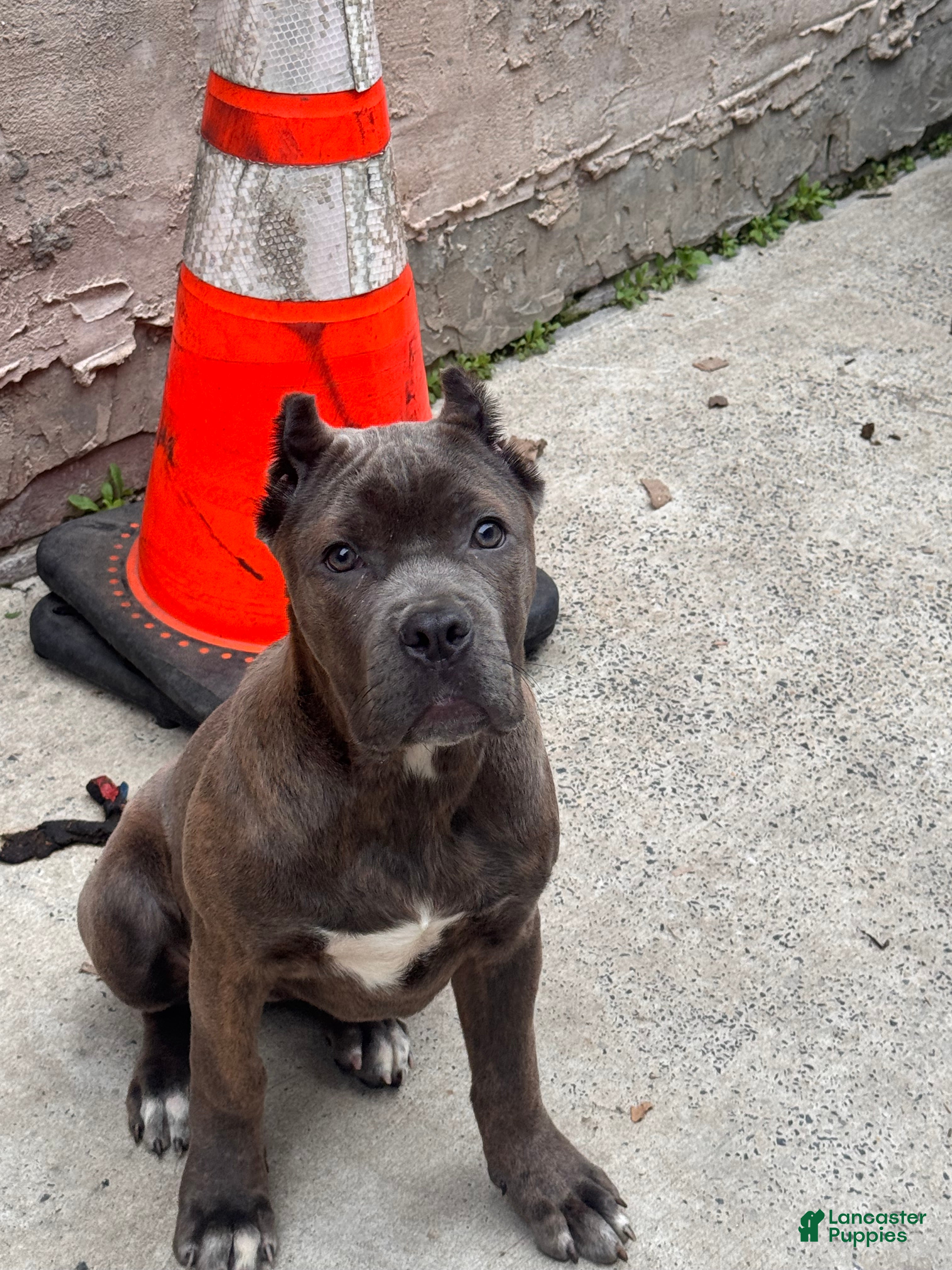 Cane Corso dogs Cane Corso Puppy 1 - Ad 31