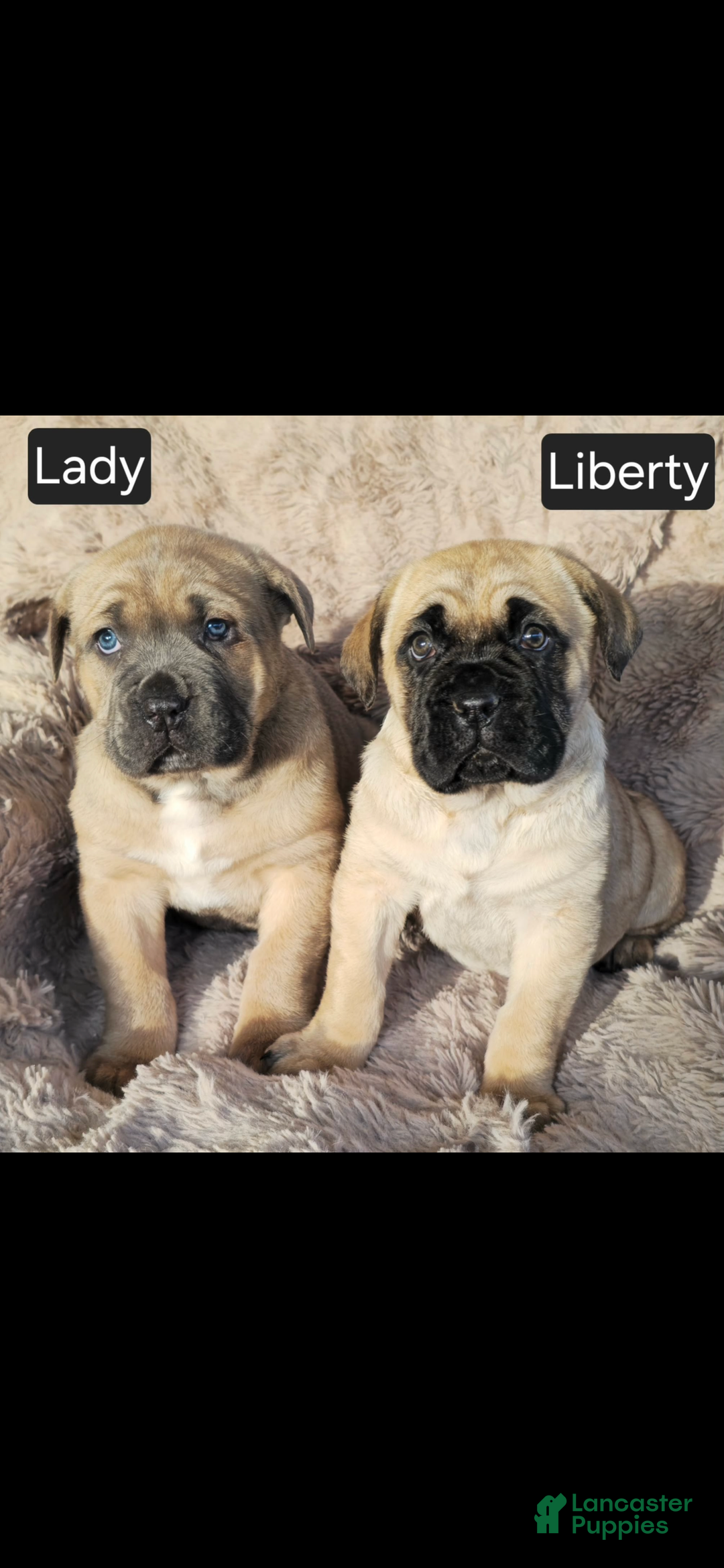 Cane Corso dogs for sale: Liberty  - Ad 3