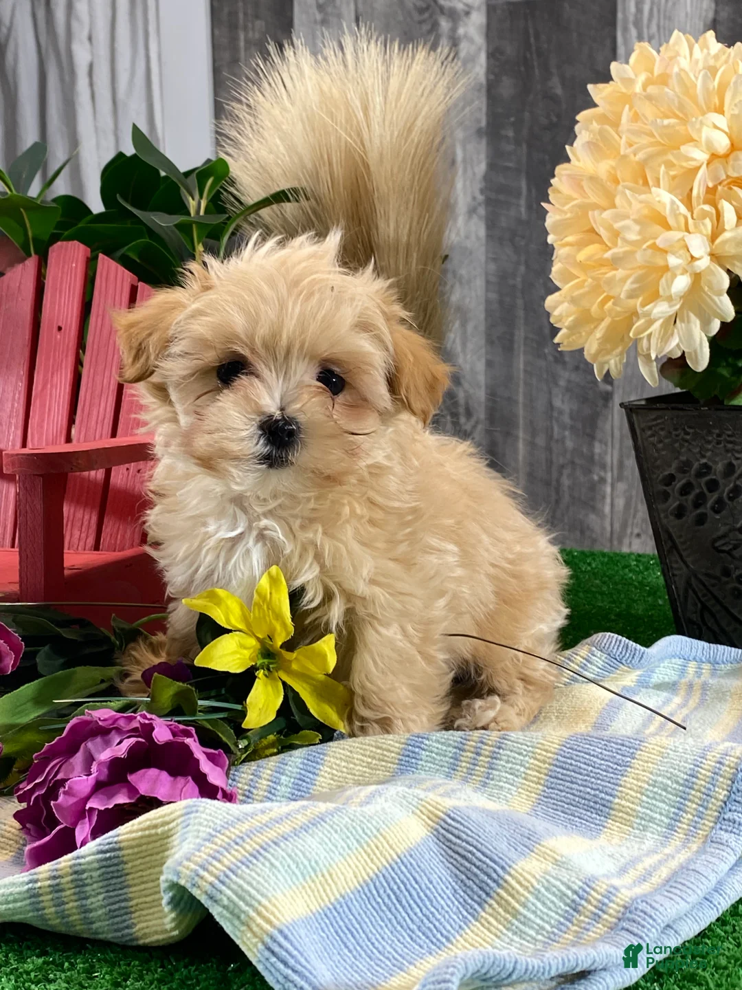 Maltipoo dogs for sale: Maple  - Ad 3