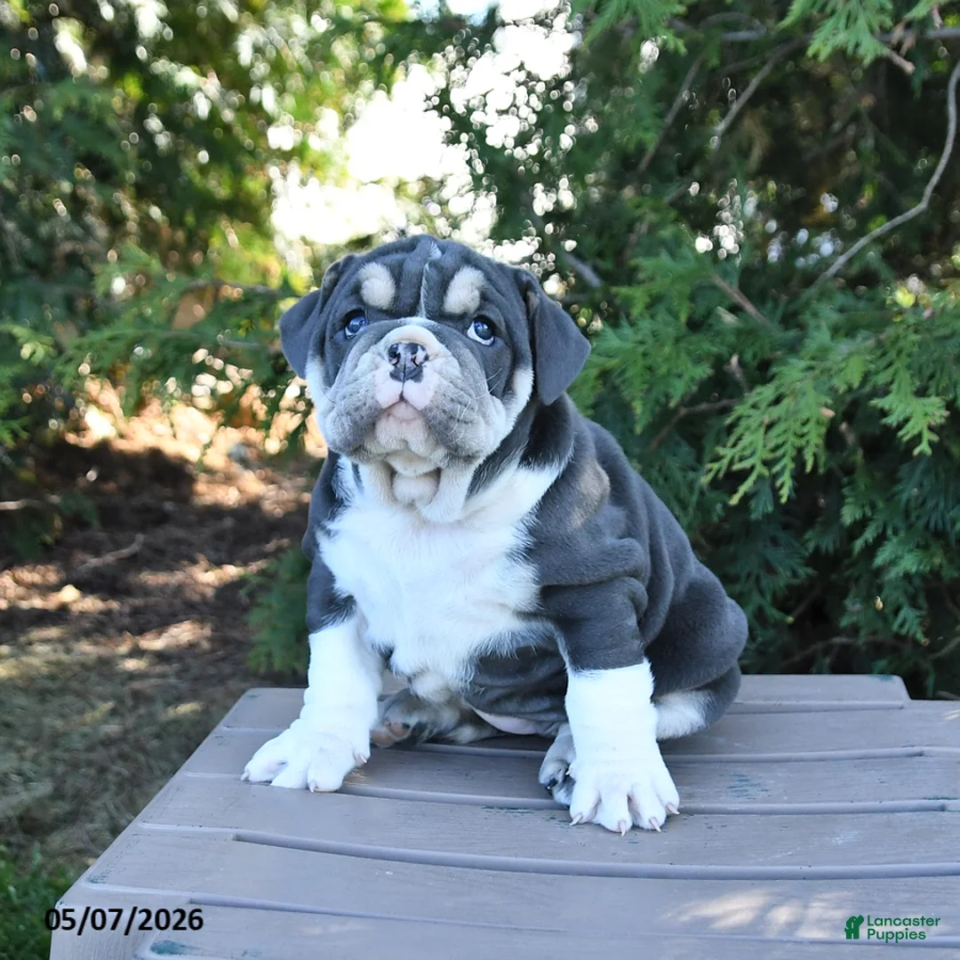 Olde English Bulldogge dogs for sale: Pasha - Ad 1