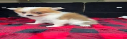Pomeranian dogs for sale: Missy - Ad 5