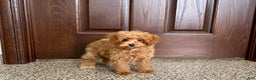 Maltipoo dogs for sale: Maltipoo Puppy 1 female  - Ad 11
