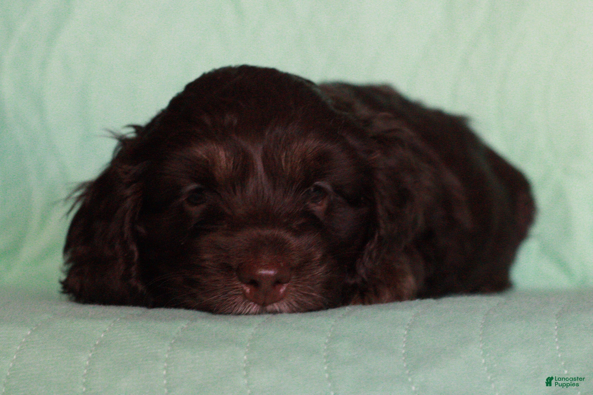 Cockapoo dogs Cockapoo Puppy 2 - Ad 42