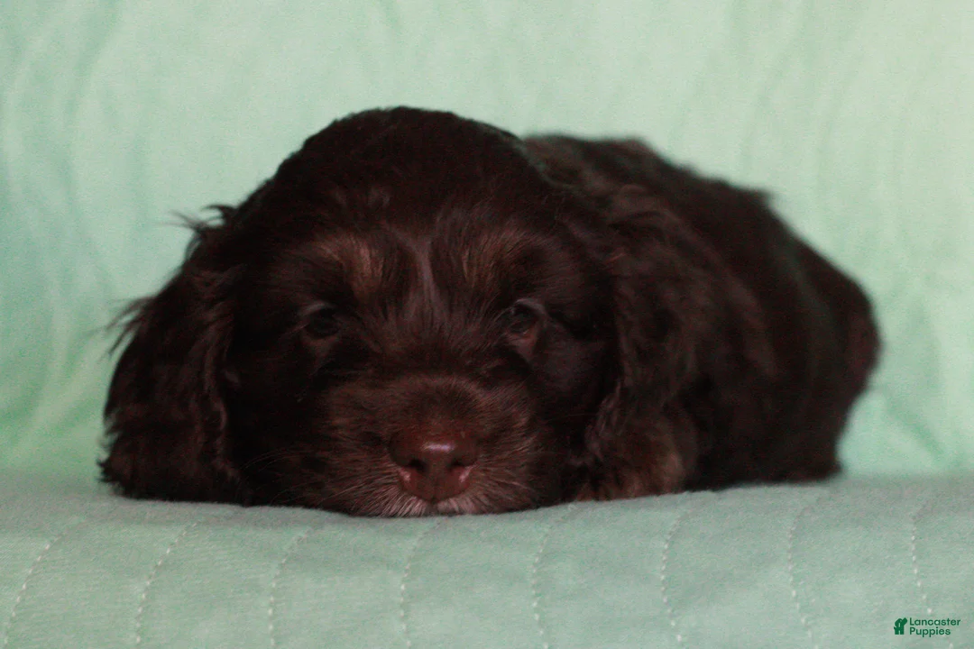 Cockapoo dogs for sale: Cockapoo Puppy 2 - Ad 1