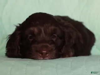 Cockapoo dogs Cockapoo Puppy 2 - Ad 42