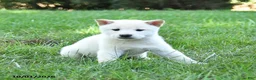 Shiba Inu dogs for sale: Griffin - Ad 3