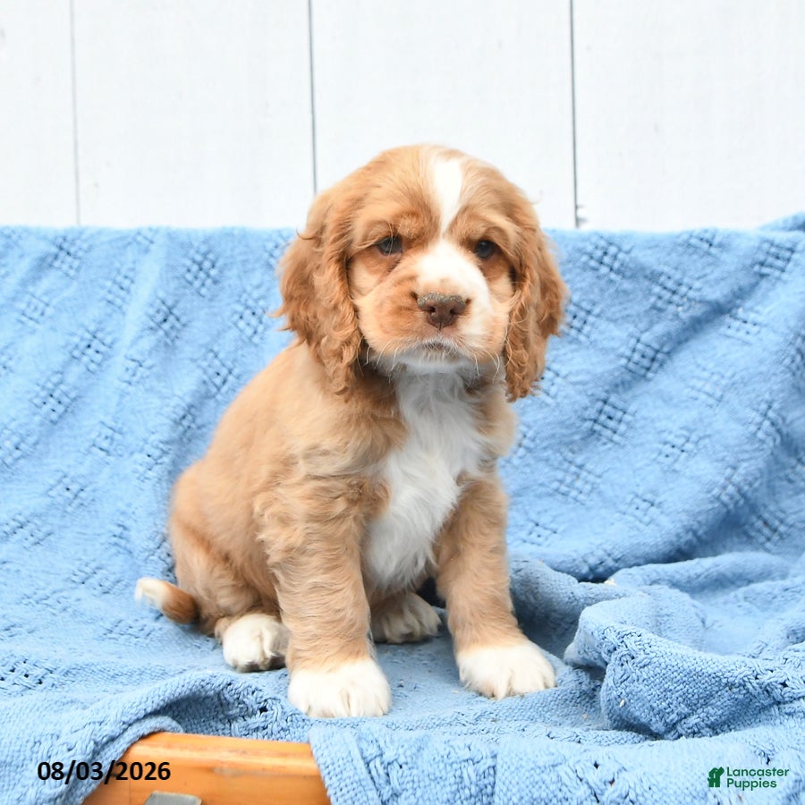 English Cocker Spaniel dogs Scout - Ad 2