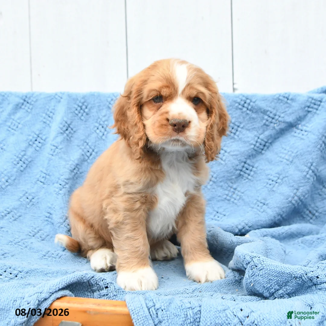 English Cocker Spaniel dogs for sale: Scout - Ad 2