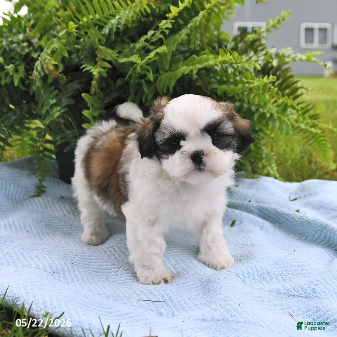 Shih Tzu dogs for sale: Tilly - Ad 2