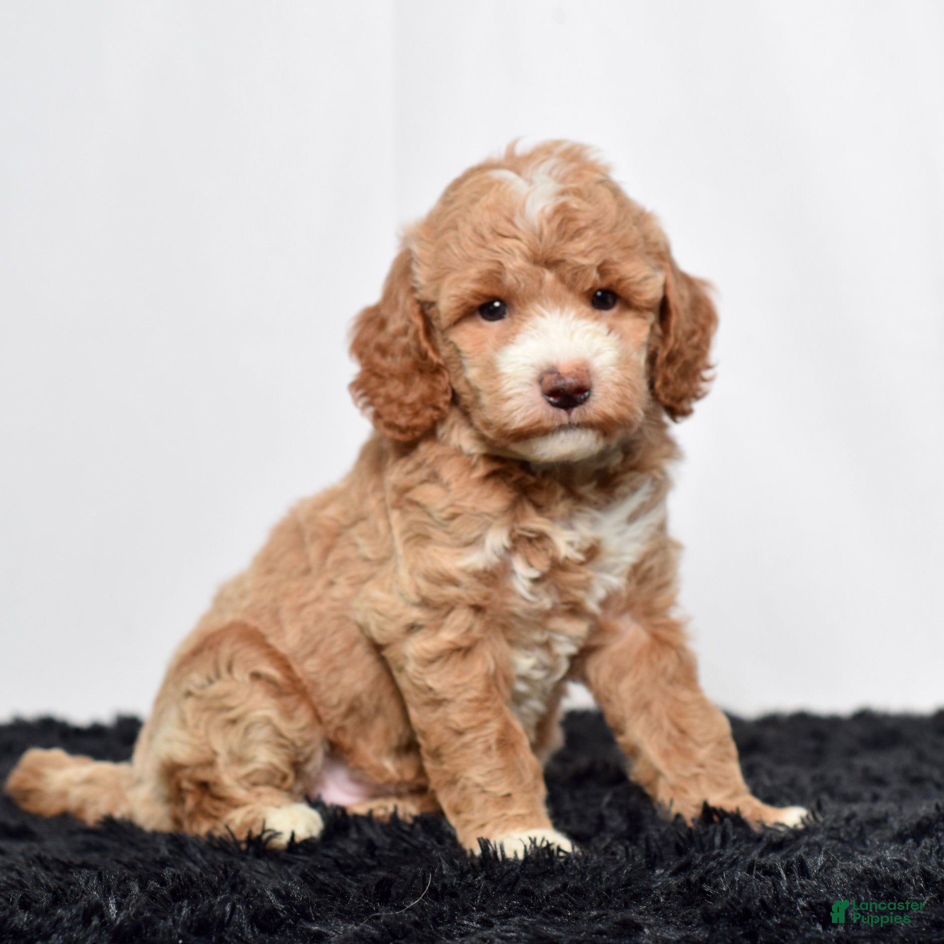 Mini Goldendoodle dogs for sale: Ms. Annabelle - Ad 4