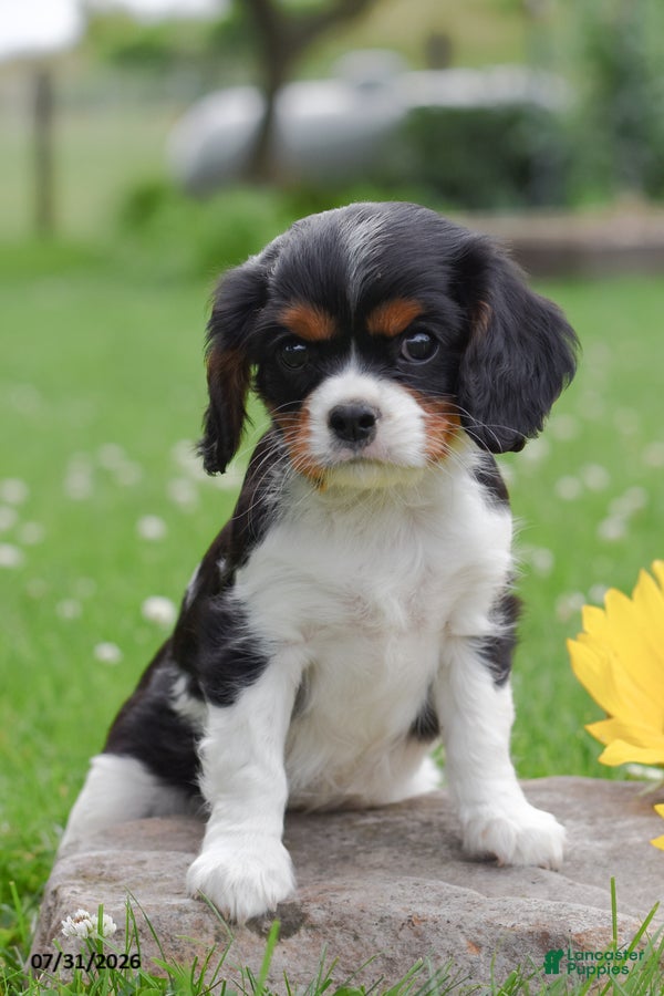 Cavalier King Charles Spaniel dogs Dottie - Ad 1