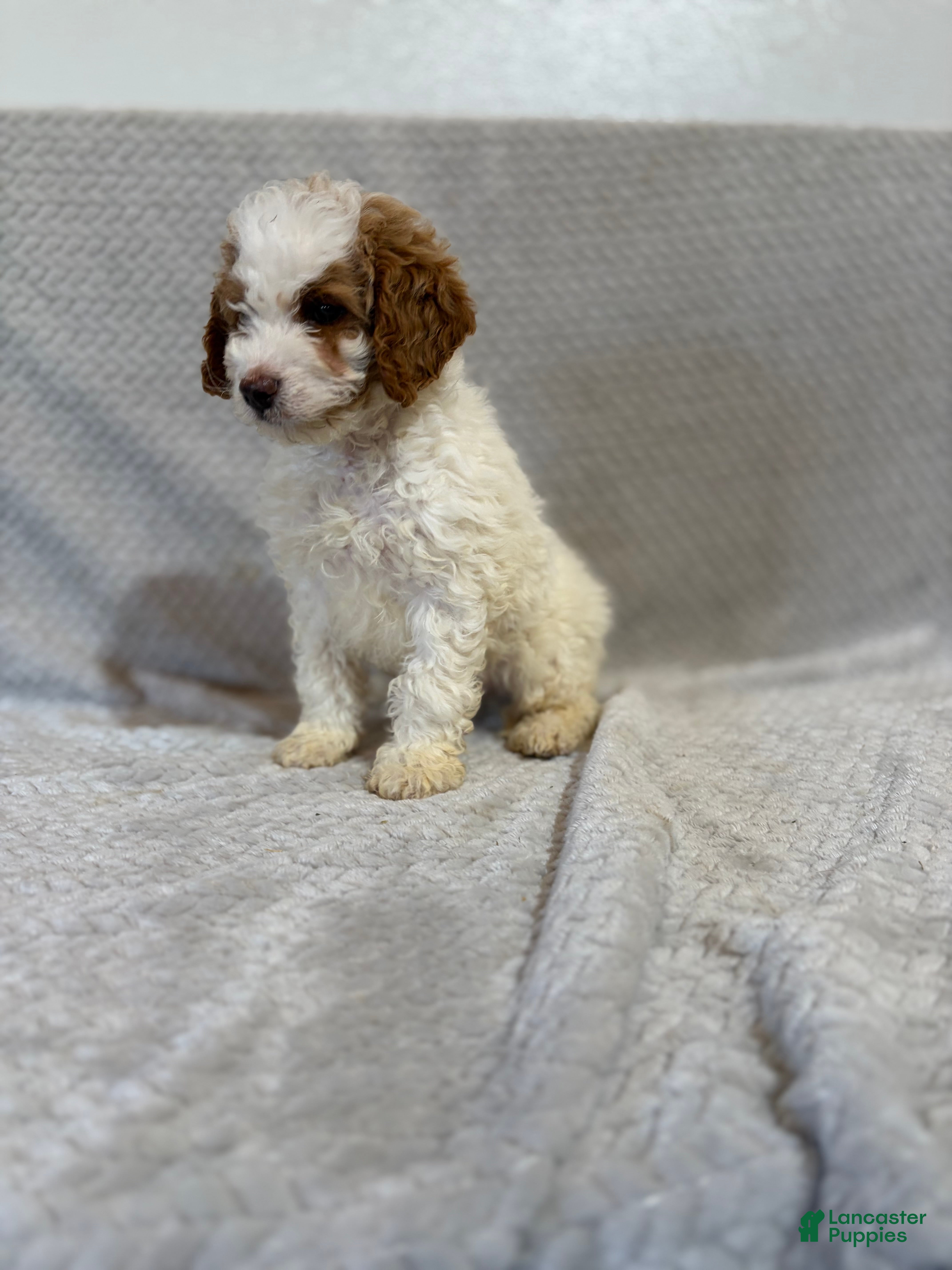 Mini Bernedoodle dogs Archie - Ad 2