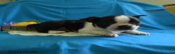 Boston Terrier dogs for sale: Viola - Ad 5