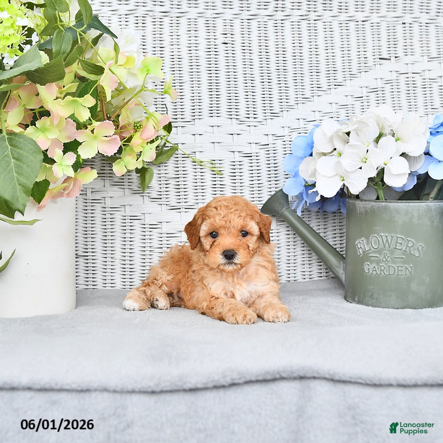 Mini Aussiedoodle dogs for sale: Quincy - Ad 4
