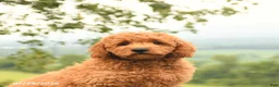 Mini Goldendoodle dogs for sale: Atley - Ad 3