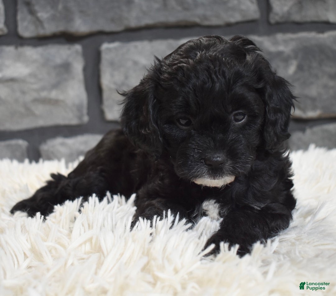 Cavapoo dogs for sale: Skye - Ad 3