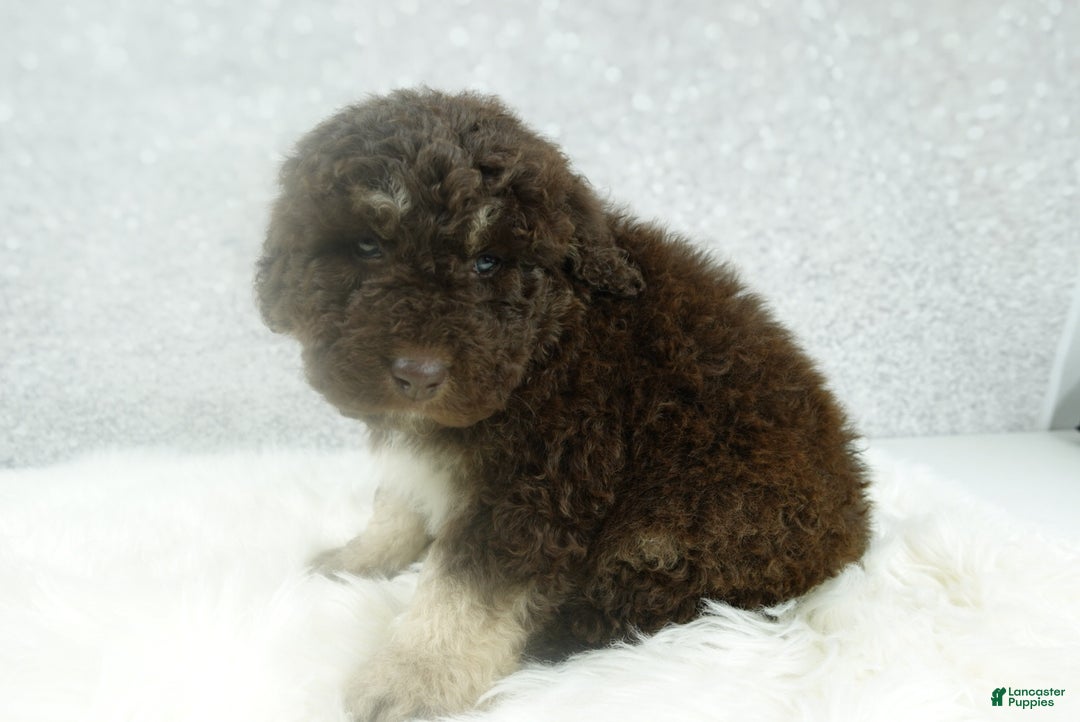 Newfypoo dogs for sale: Ranger - Ad 4