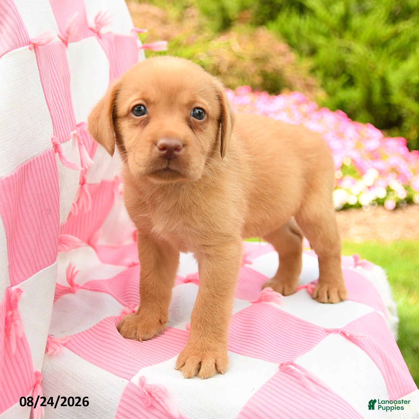 Labrador Retriever dogs Gabe - Ad 1