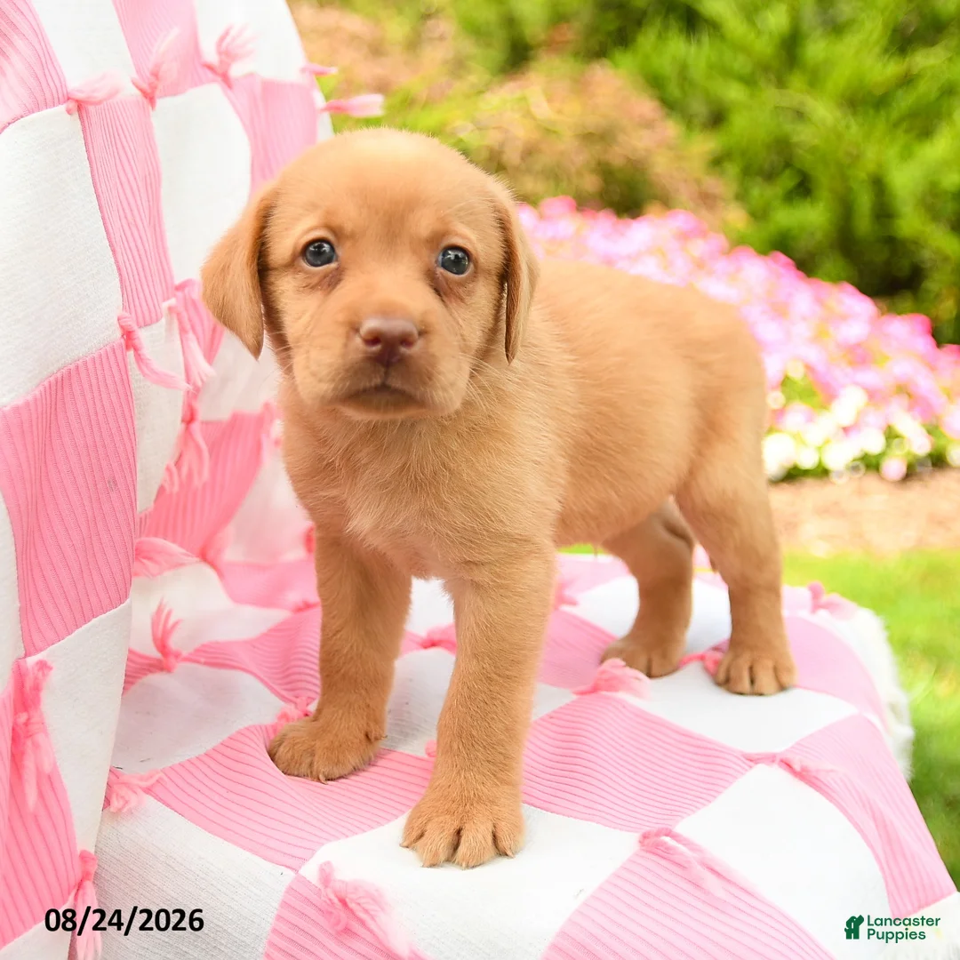 Labrador Retriever dogs for sale: Gabe - Ad 1