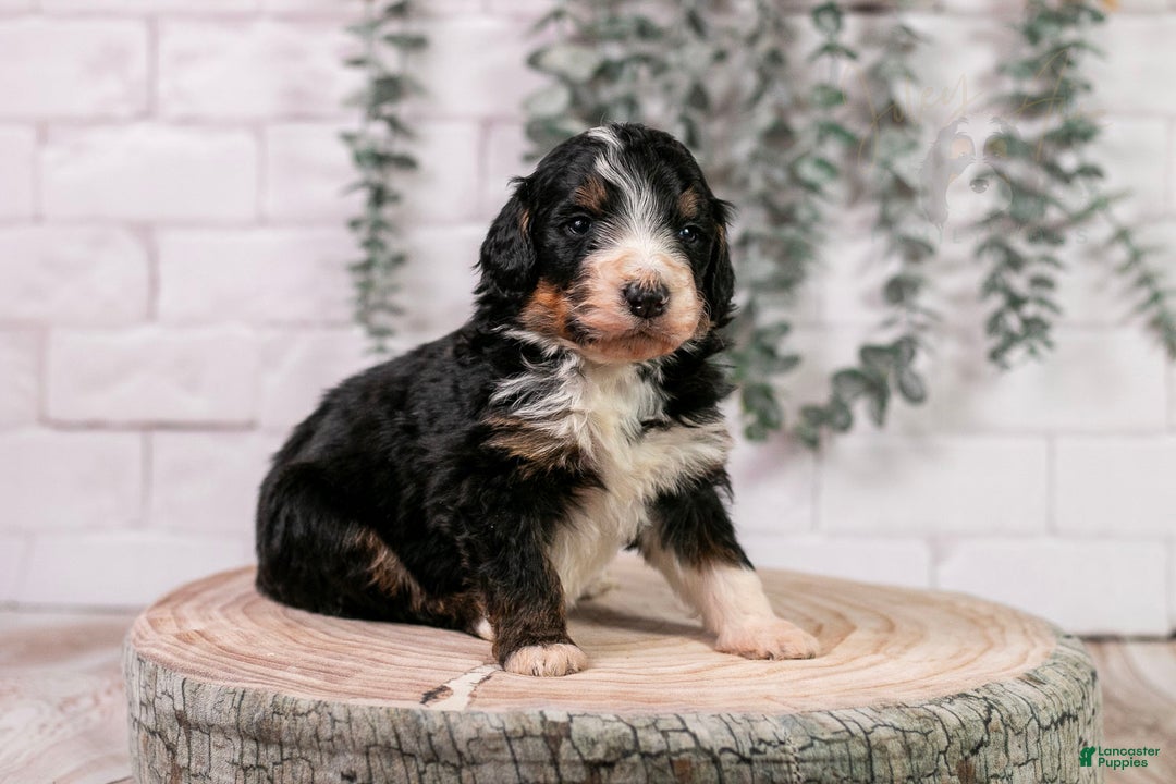 Bernedoodle dogs for sale: Axel - Ad 7