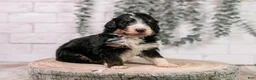 Bernedoodle dogs for sale: Axel - Ad 10
