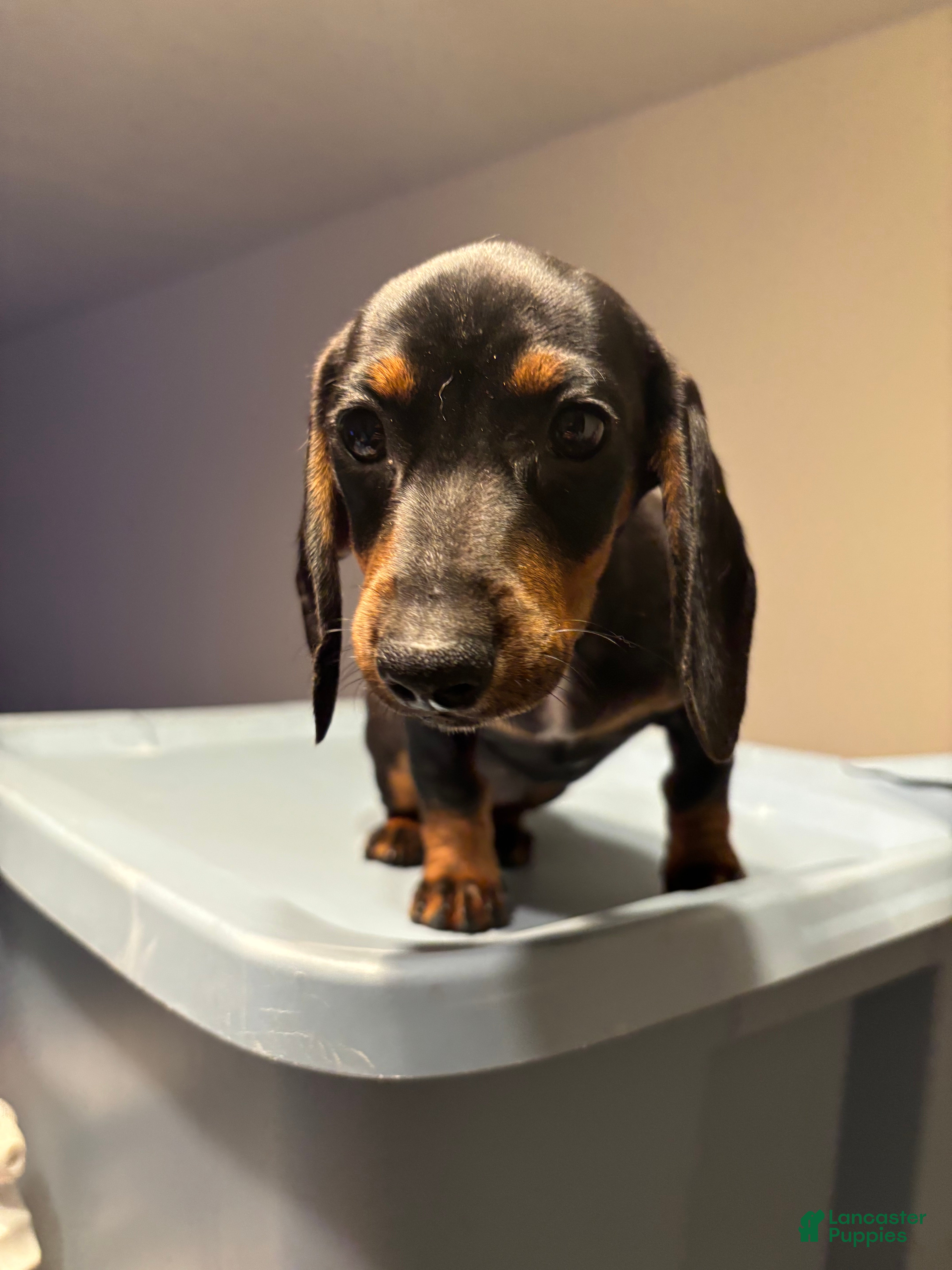 Miniature Dachshund dogs Mindy  - Ad 1