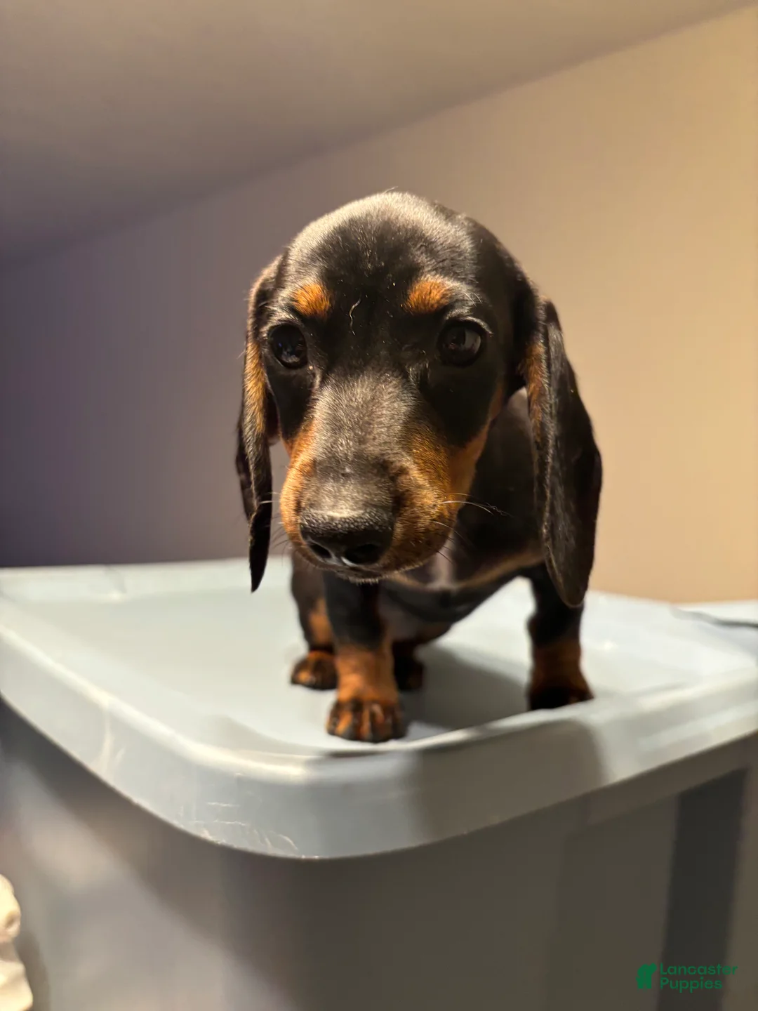 Miniature Dachshund dogs for sale: Mindy  - Ad 1
