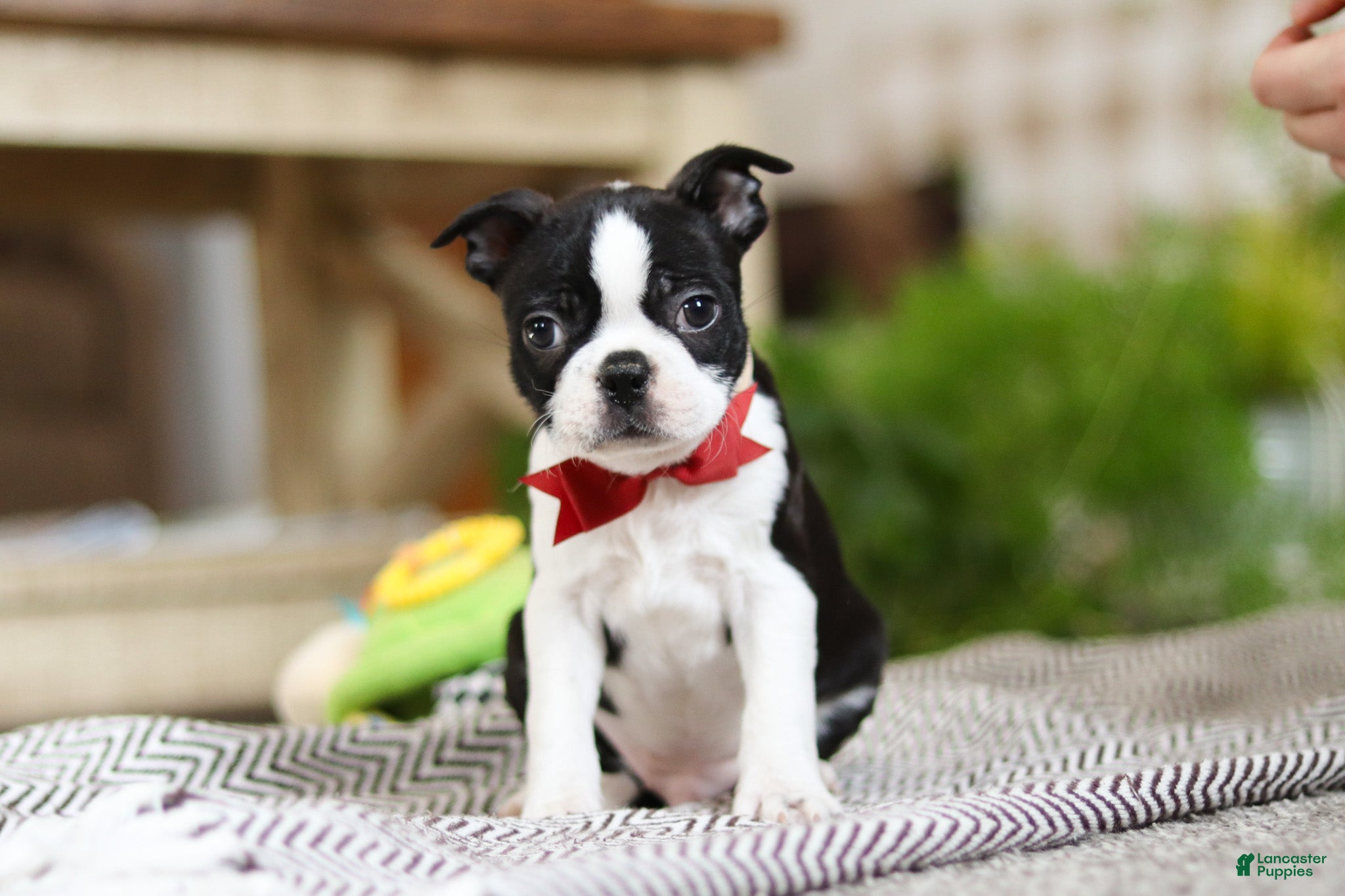 Boston Terrier dogs Winston - Ad 2