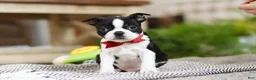 Boston Terrier dogs for sale: Winston - Ad 2