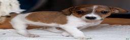 Jack Russell Terrier dogs for sale: Twila  - Ad 2