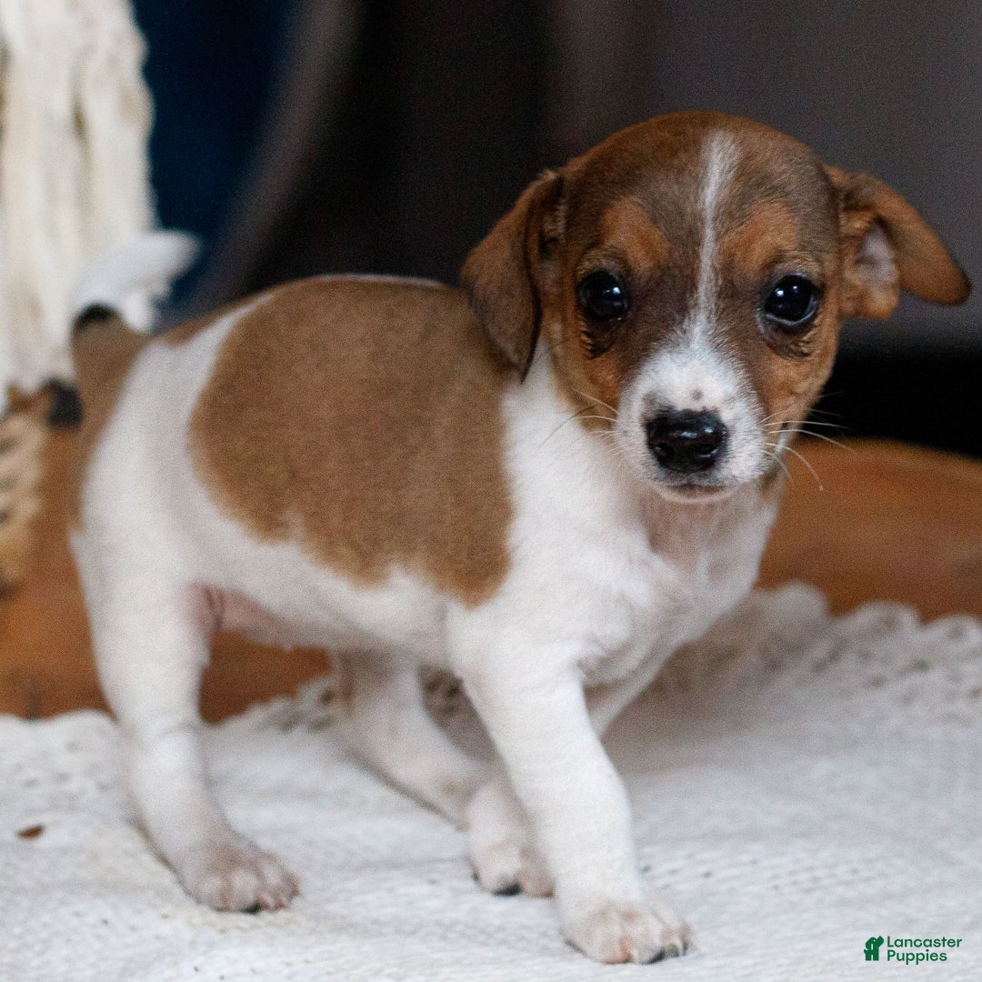 Jack Russell Terrier dogs for sale: Twila  - Ad 2