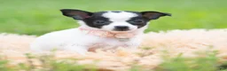 Chihuahua dogs for sale: Chickie - Ad 4