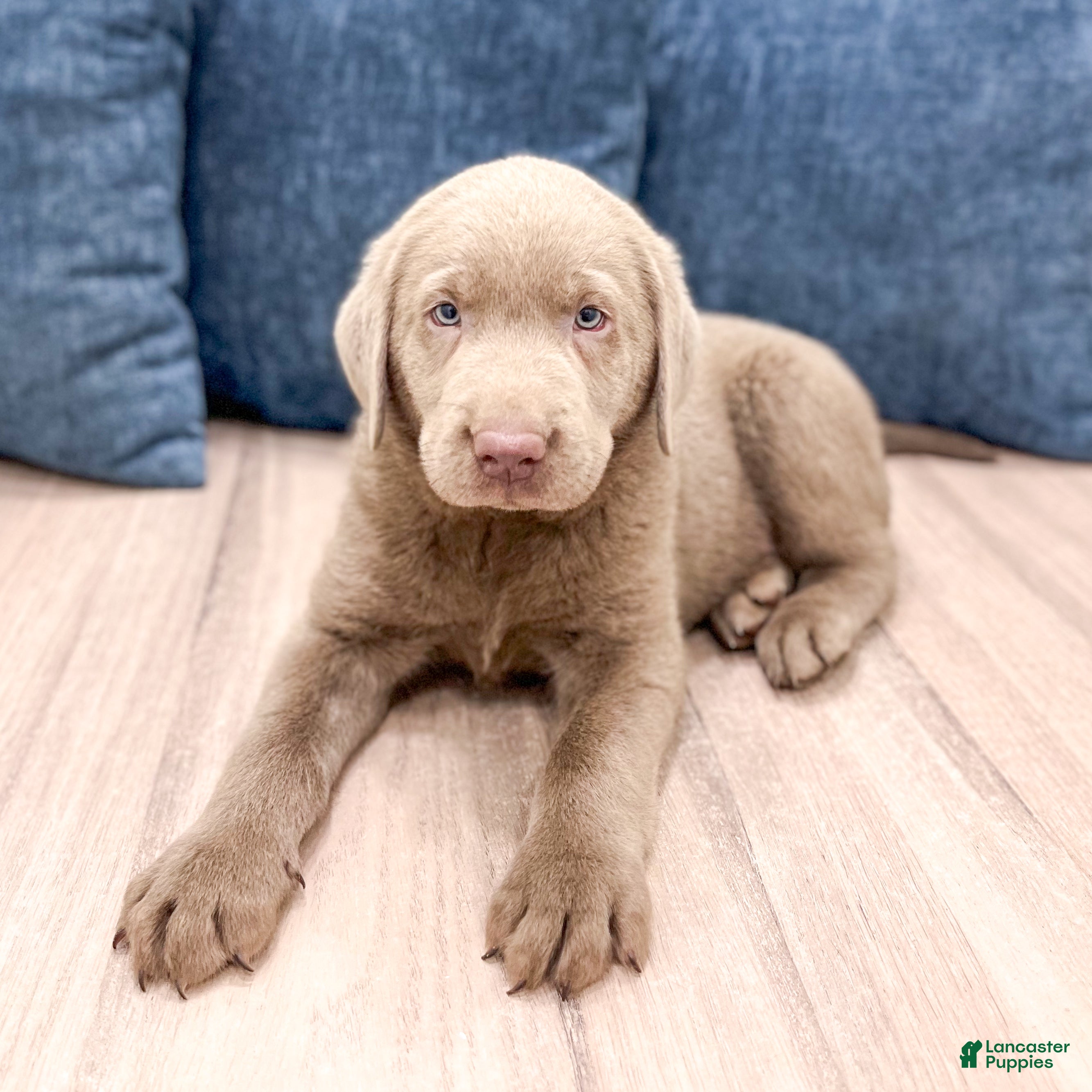 Labrador Retriever dogs Cola - Ad 2