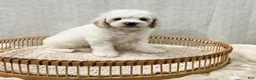Cavapoo dogs for sale: Scout - Ad 4