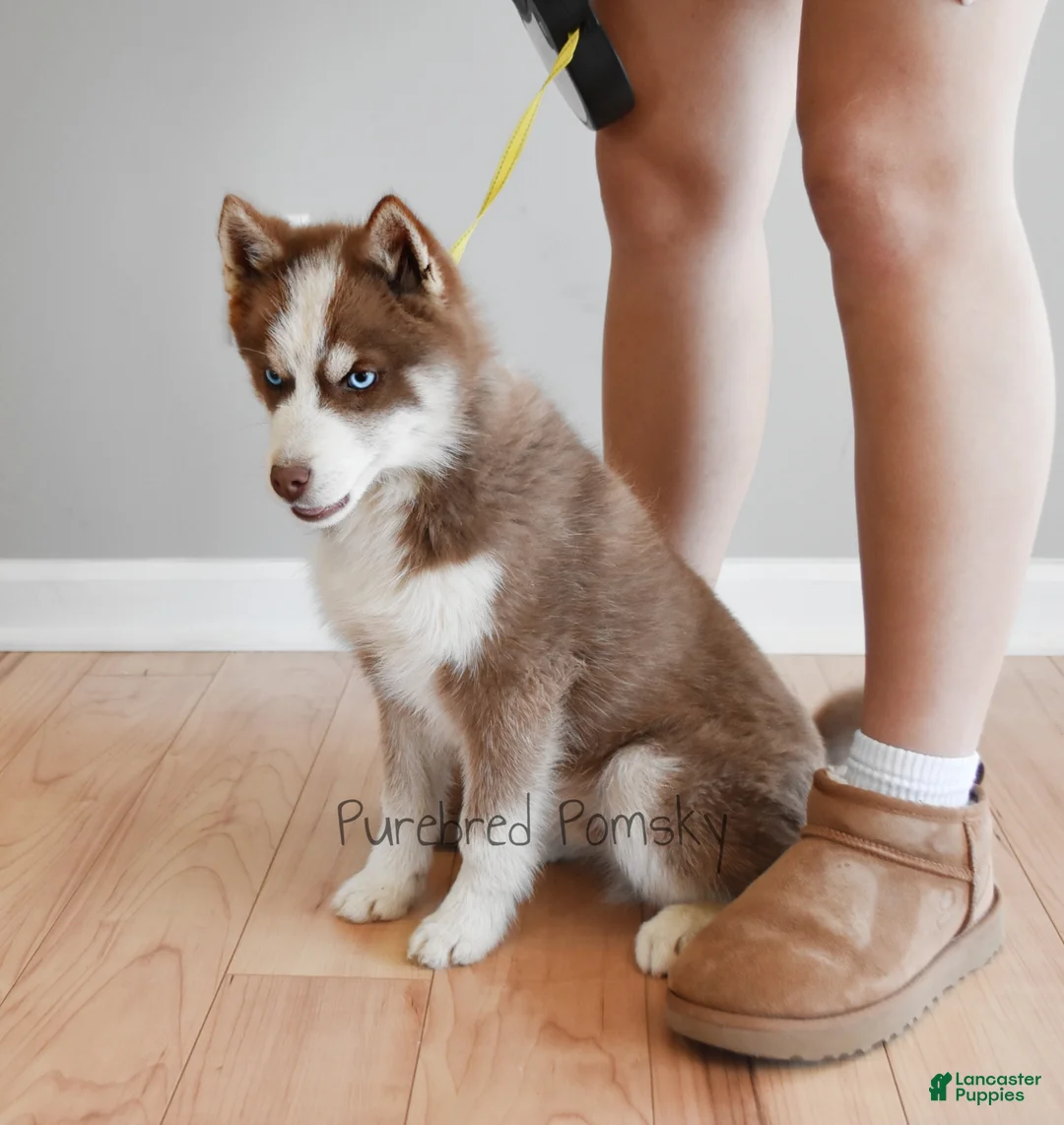 Pomsky dogs for sale: Walker mini pomsky - Ad 5