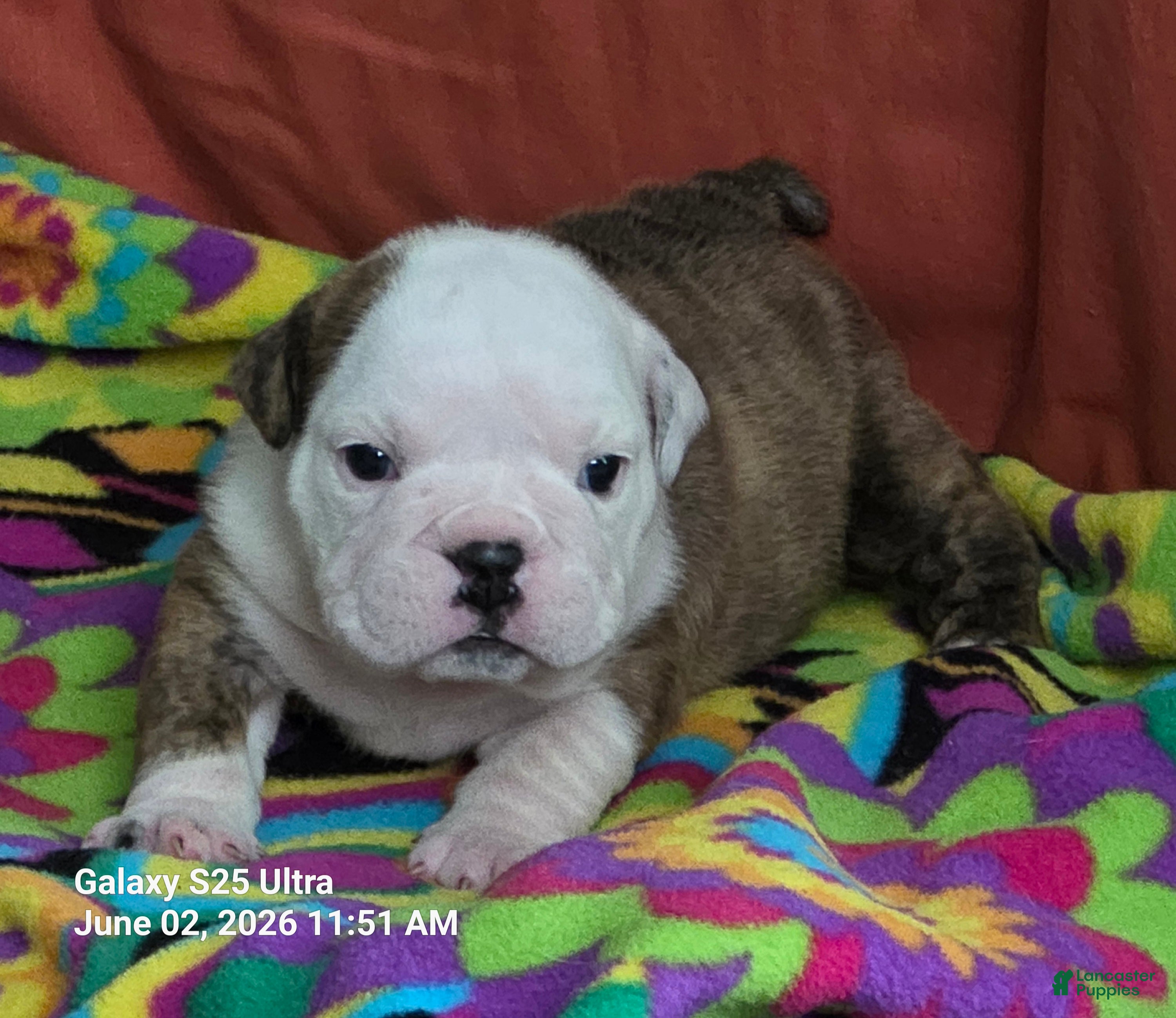 English Bulldog dogs Theona - Ad 1