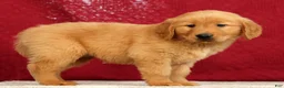 Golden Retriever dogs for sale: Rhyss - Ad 3