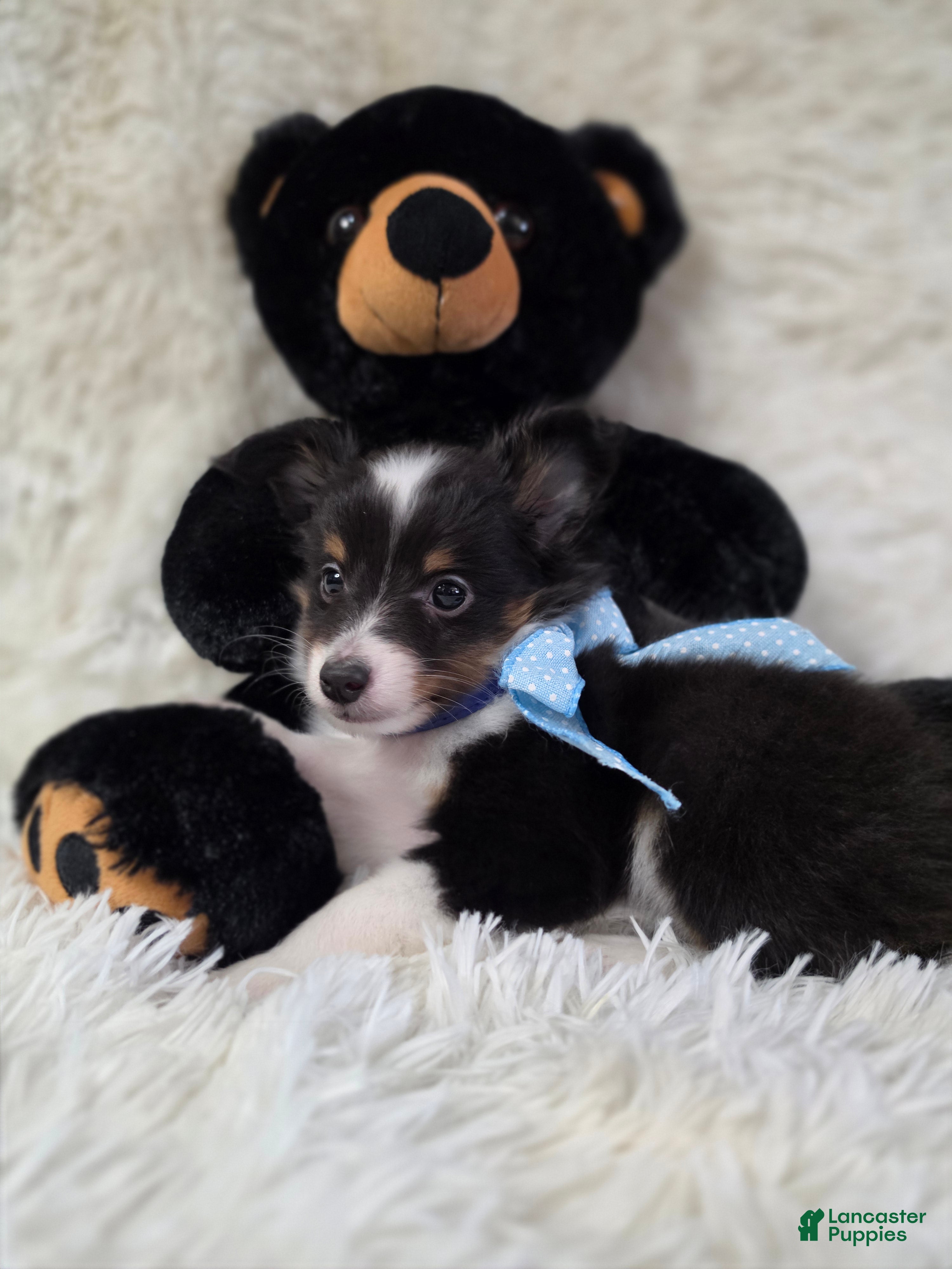 Shetland Sheepdog dogs Macke - Ad 1