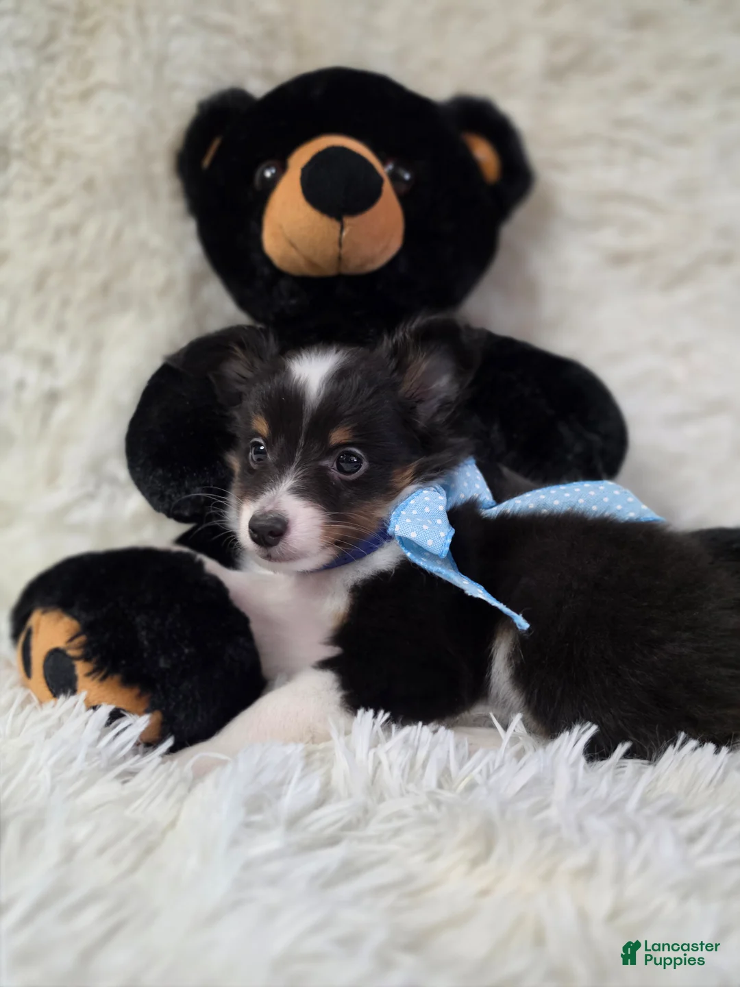 Shetland Sheepdog dogs for sale: Macke - Ad 1