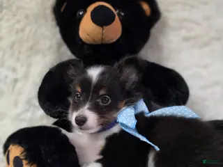Shetland Sheepdog dogs for sale: Macke - Ad 2
