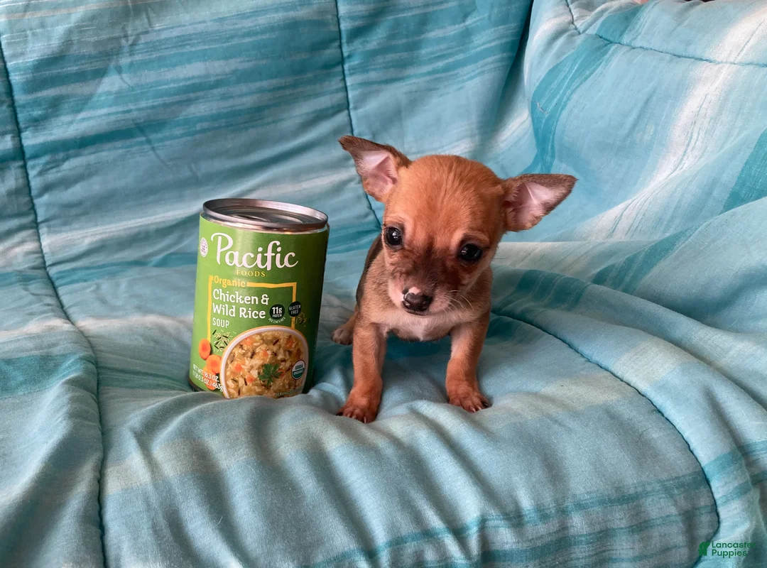 Chihuahua dogs for sale: Lacey - Ad 2