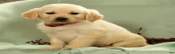 Golden Retriever dogs for sale: Gus - Ad 7