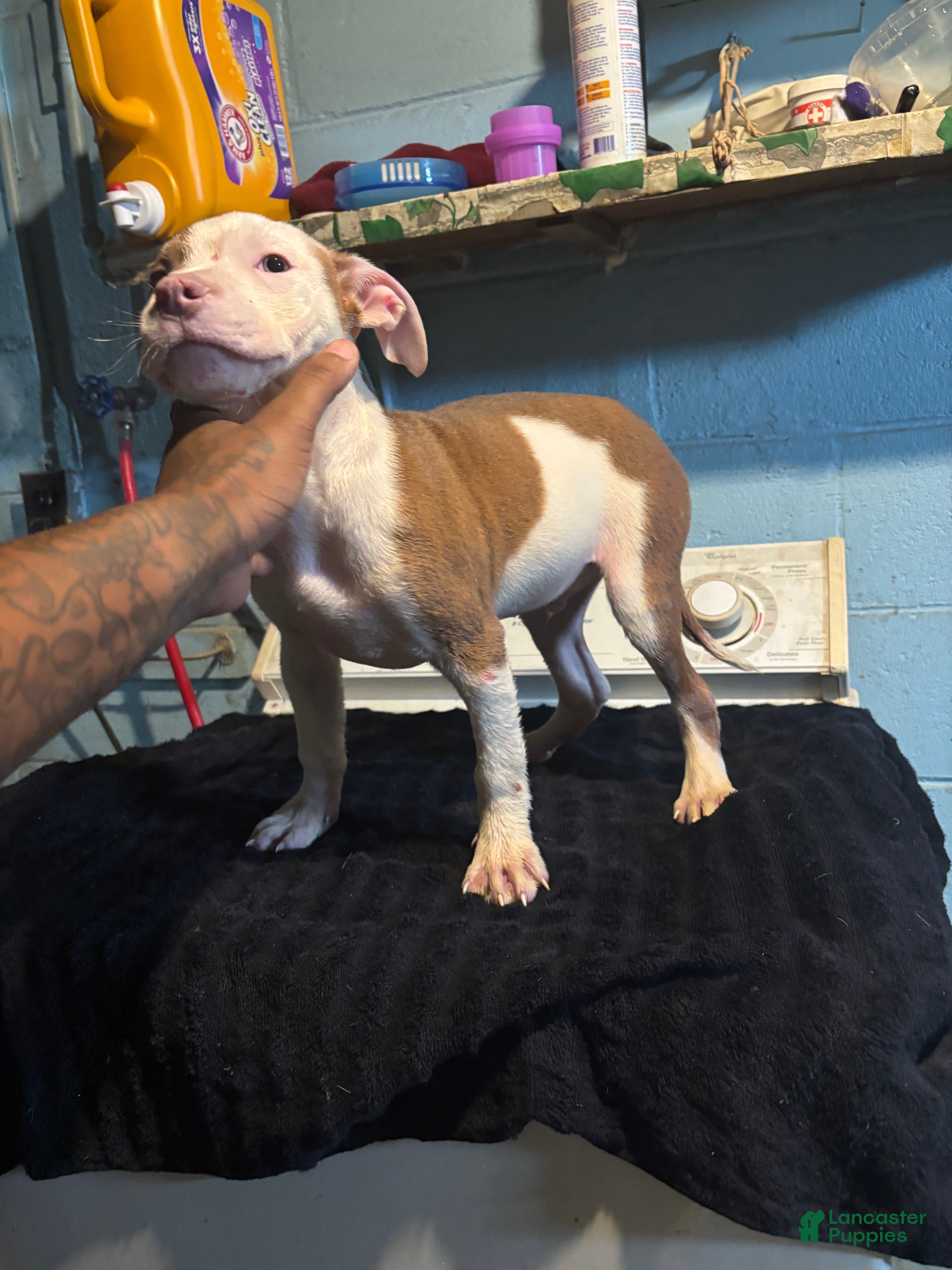 American Staffordshire Terrier dogs American Staffordshire Terrier 3 - Ad 2